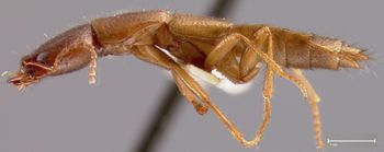 Media type: image;   Entomology 27534 Aspect: habitus lateral view